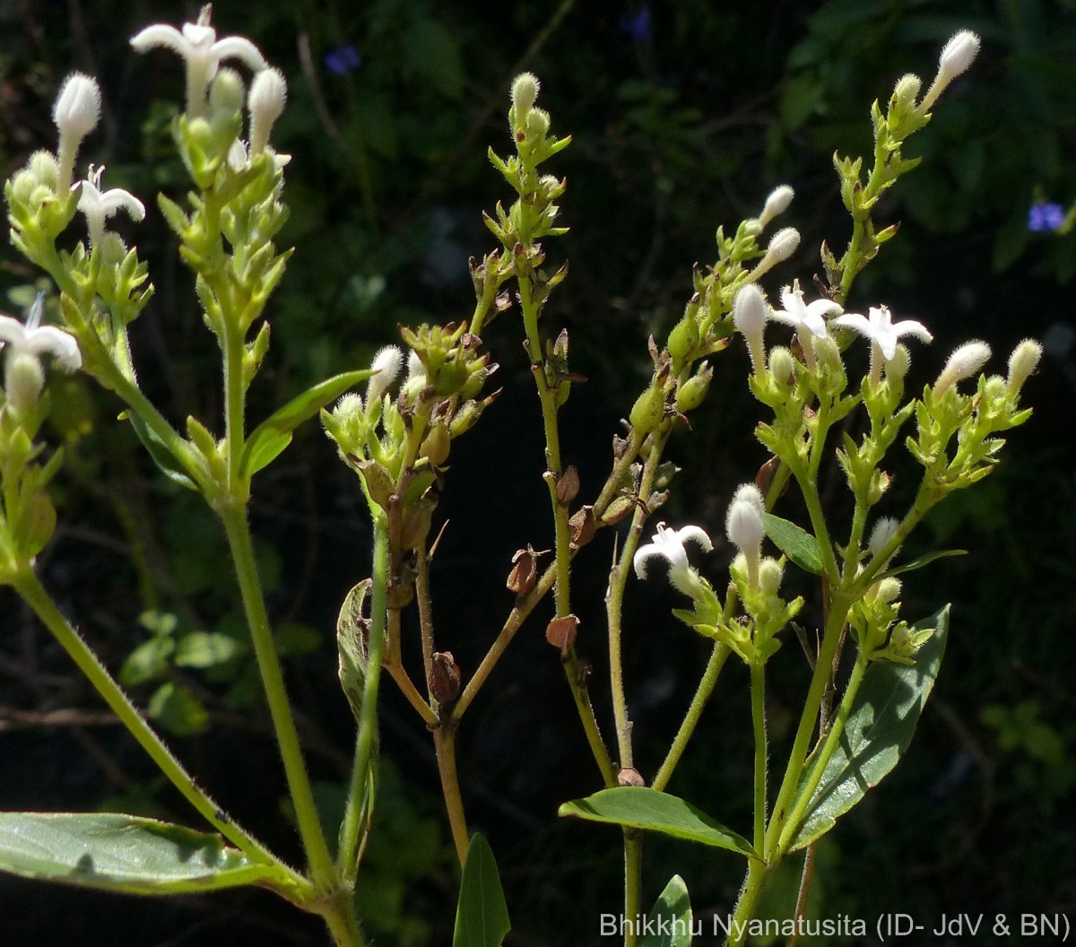 Knoxia spicata (Thwaites ex Trimen) Ridsdale